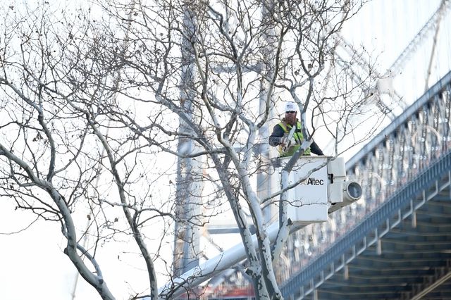A worker chainsawing the tree canopy, underneath the Williamsburg Bridge. The destroyed species included oaks, honeylocusts, cherry trees and London planetrees.